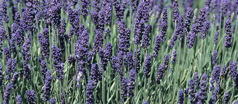 La lavanda aparta las energías negativas y atrae la buena suerte