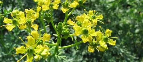  La ruda alejará los maleficios de tu vida y te servirá para curar las picaduras de insectos