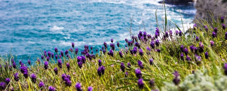 Las flores deben quedar en el mar