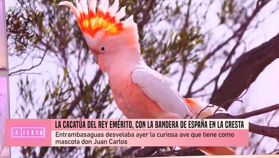 El aspecto de la cacatua del Rey emérito | Foto: Telecinco.es