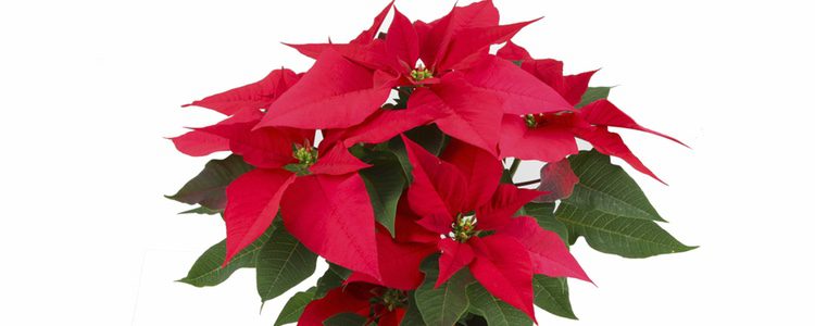 Tiesto con una Flor de Pascua