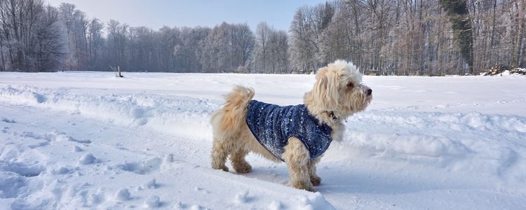 Perro en la nieve