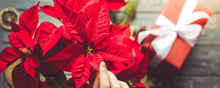 La flor de pascua es un elemento típico en la decoración navideña