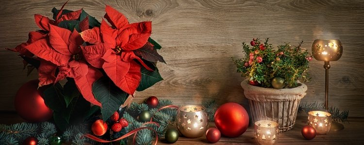La flor de Pascua se ha convertido en un emblema universal de la Navidad