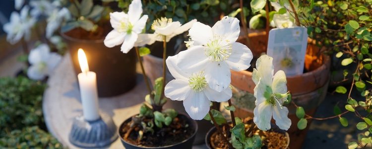 La Helleborus Niger puedes encontrarla de múltiple colores