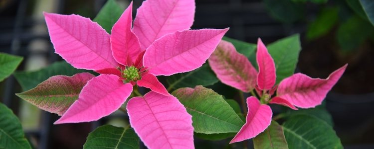 La Princettia recuerda a la Flor de Pascua por su forma y color