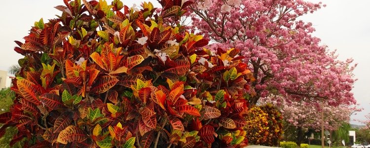 Esta planta es originaria de Polinesia o Indonesia