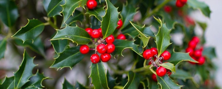El fruto rojo del acebo es tóxico para los seres humanos