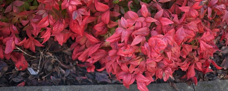 La Nandina tiene hojas verdes que se convierten en rojas en otoño