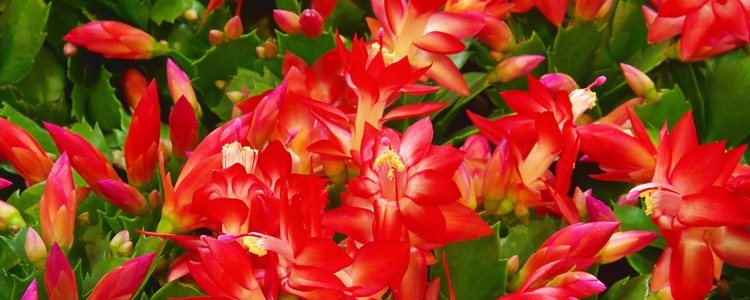 Este cactus florece de manera intensa durante los meses de invierno