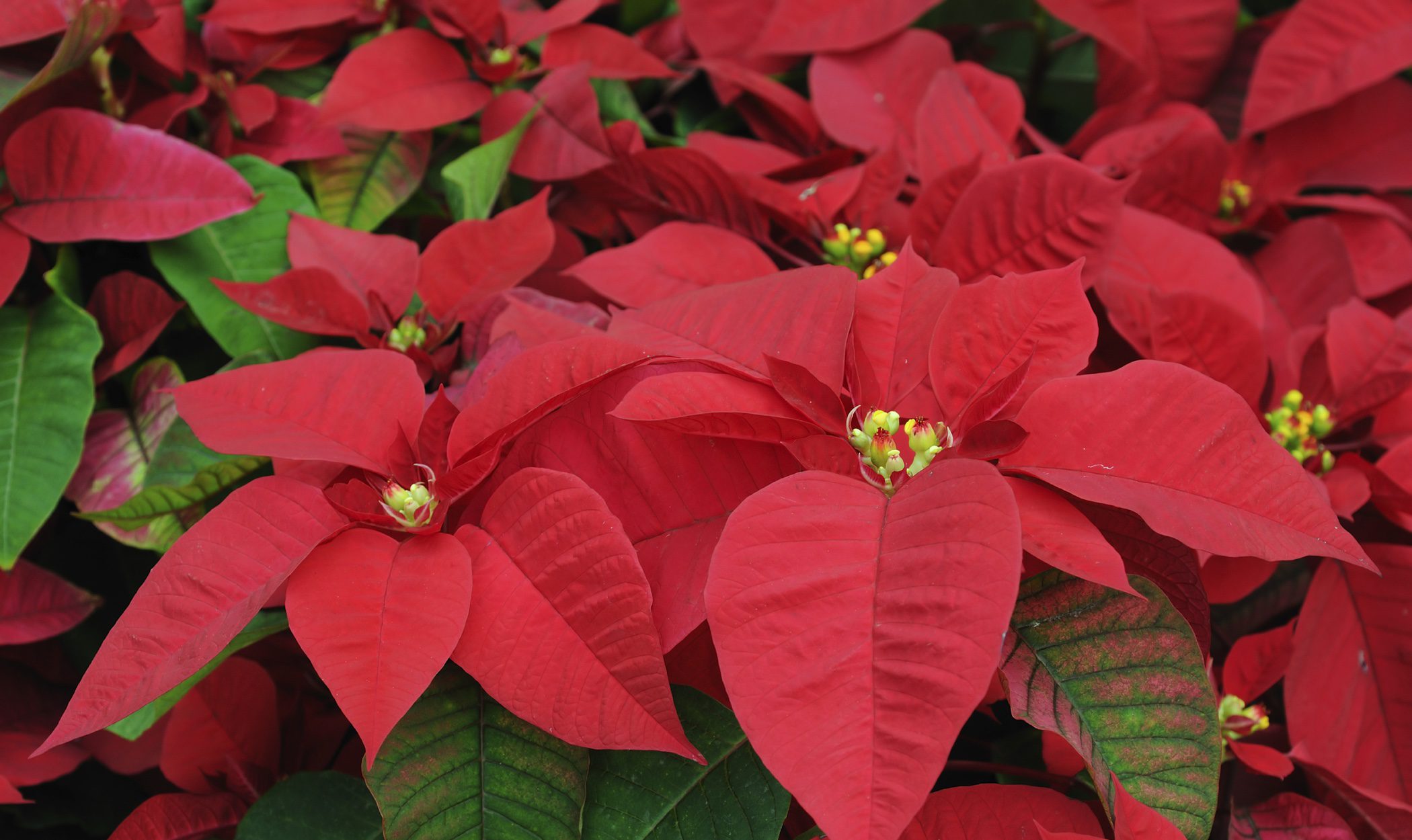 La Flor de Pascua: historia y significado