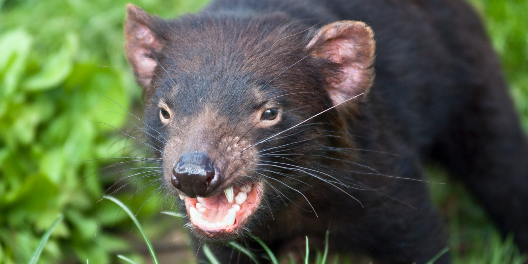 Los Demonios de Tasmania desarrollan una resistencia genética al cáncer que los estaba extinguiendo