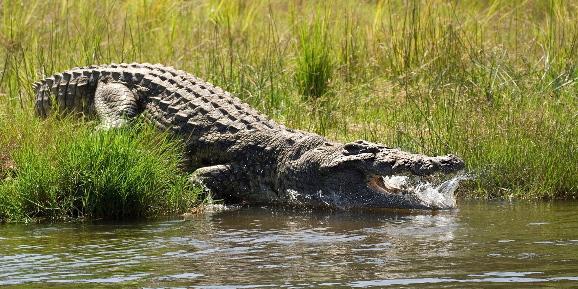 Un joven es atacado por cocodrilos tras lanzarse a un río para impresionar a una chica