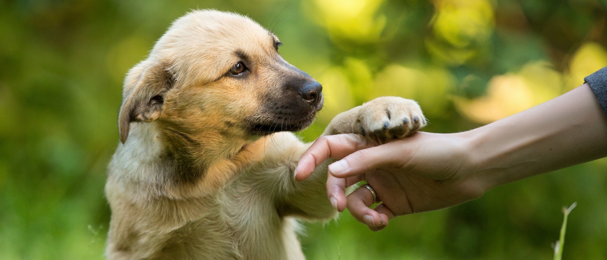 Qué raza de perro deberías adoptar según tu signo del Zodiaco