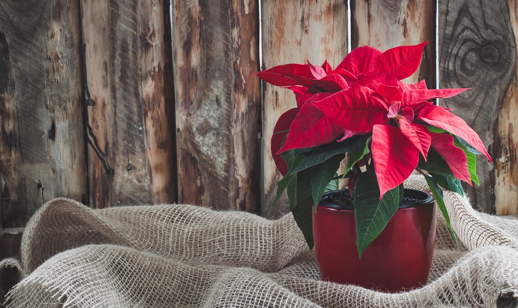 La Poinsettia y otras plantas de Navidad
