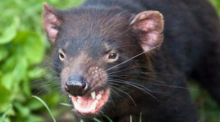 Los Demonios de Tasmania desarrollan una resistencia genética al cáncer