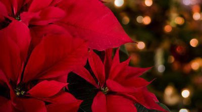 Plantas típicas de Navidad