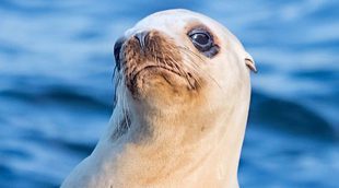Un león marino ataca a una niña en Canadá