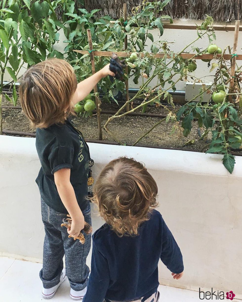 Lucas Casillas y Martín casillas divirtiéndose en una huerta de tomates