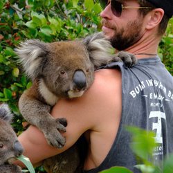 Chris Hemsworth con un koala en Isla Canguro