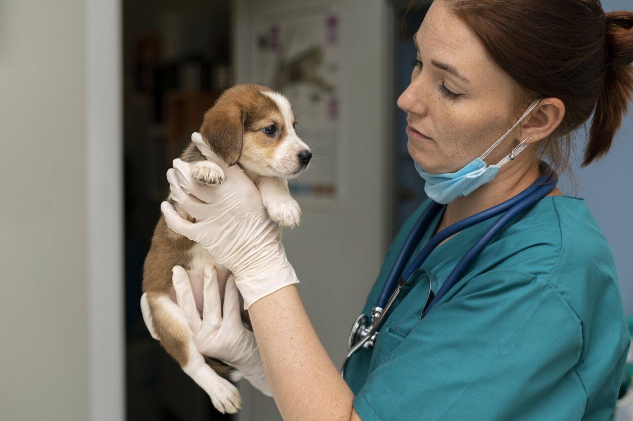 El veterinario puede ser un momento de gran estrés para un cachorro