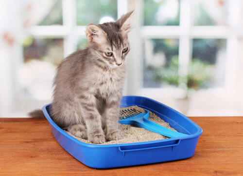 Sigue nuestros consejos para hacer que tu gato vuelva a confiar en su arenero