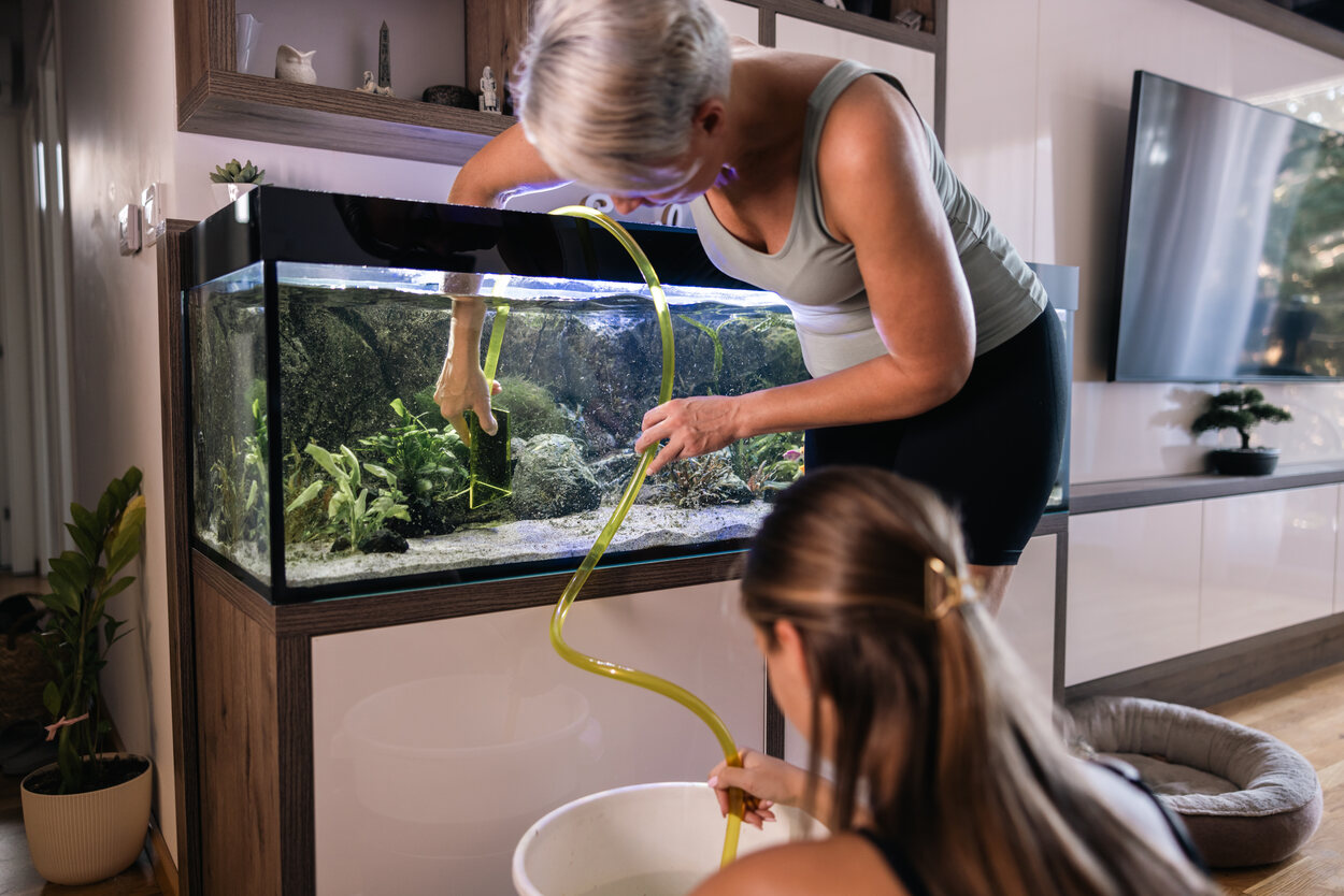Ciclar el acuario es algo que debes realizar antes de meter los peces