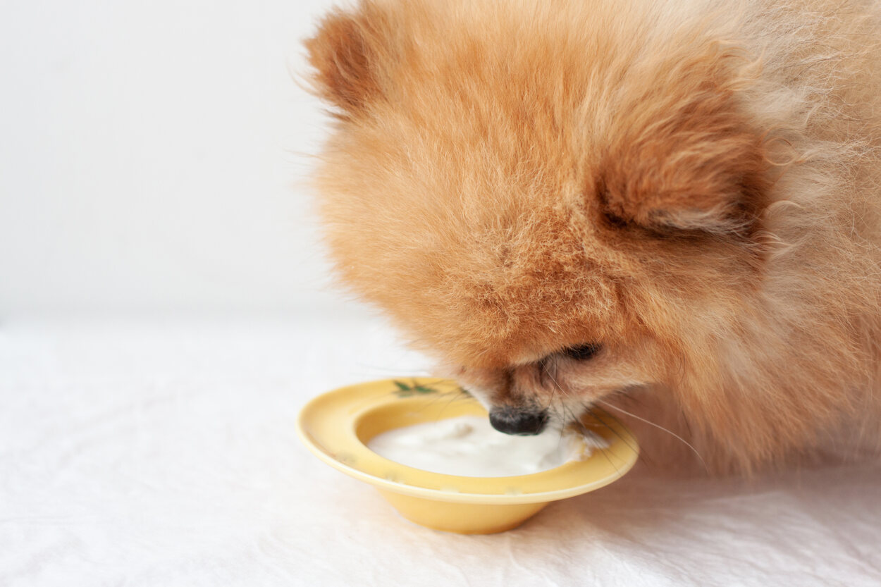 Recuerda, el yogurt no es un probiótico para perros