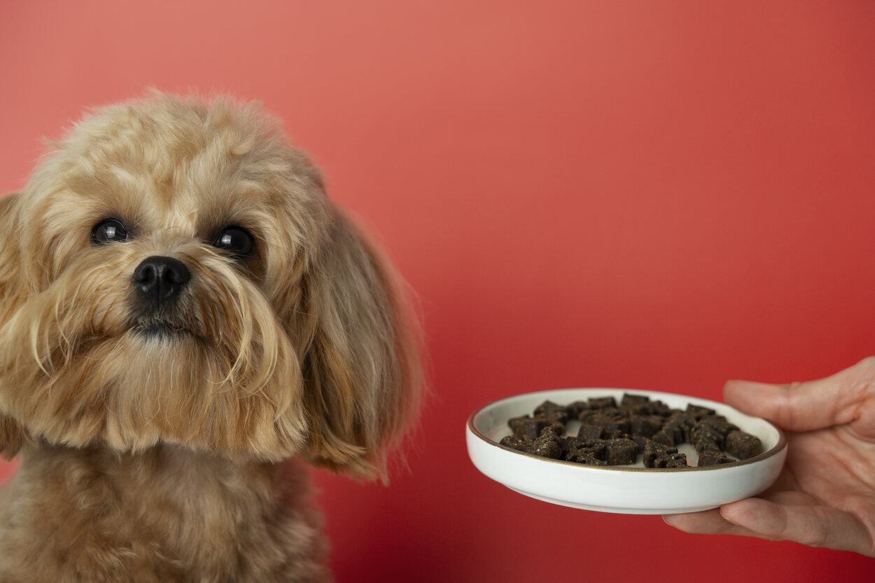 Una dieta equilibrada es lo mejor que puede tener tu perro