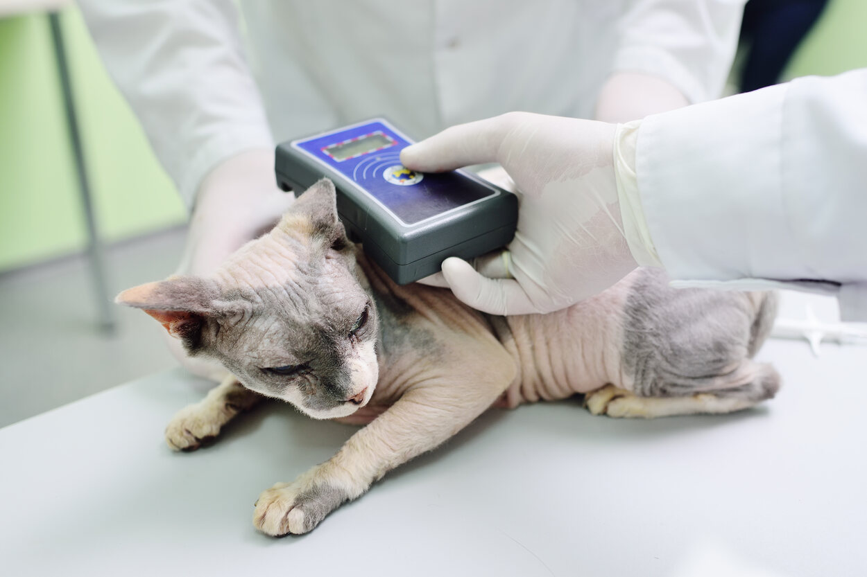 El microchip en los gatos ya es una obligación en España