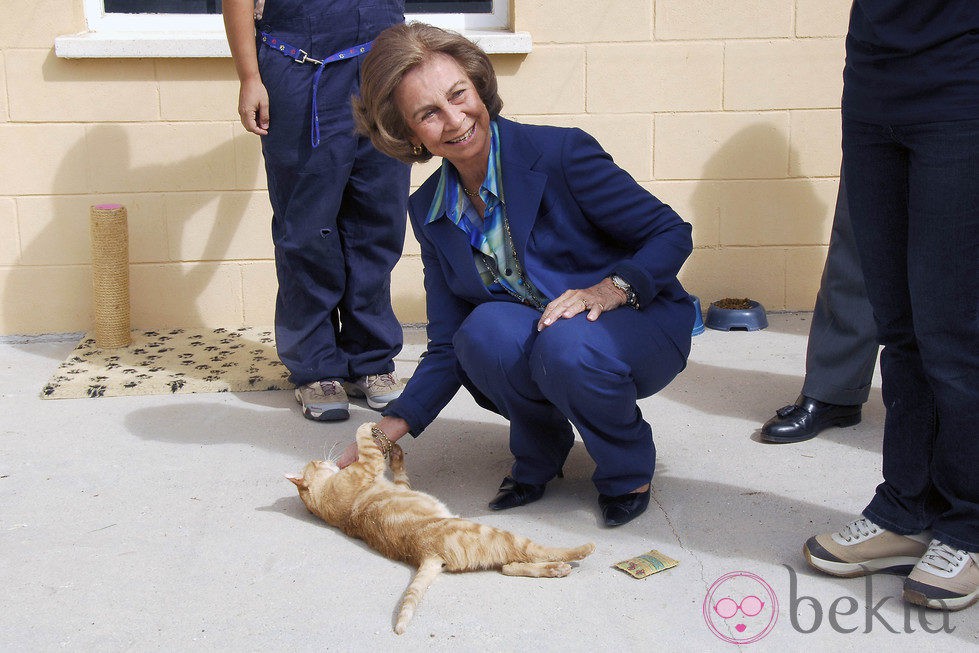 La Reina Sofía juega con un gato durante su visita a un centro de adopción de animales abandonados
