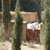 Caballos en el patio de la masía de Jacobo Fitz-James Stuart e Inka Martí