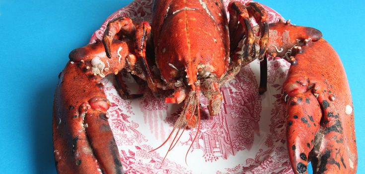 Bogavante fresco listo para cocinar