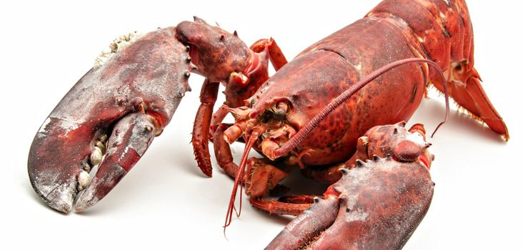 Bogavante cocido