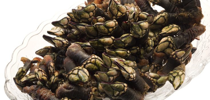 Percebes antes de cocerlos