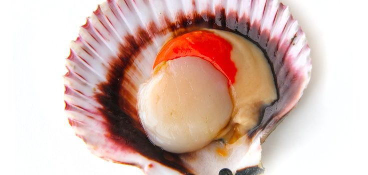 Hay que limpiar bien las vieiras para que no queden restos de arena