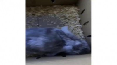 Kylie Jenner presenta a su nueva mascota: un conejo llamado Bruce