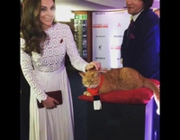 Kate Middleton acaricia al gato Bob en la premiere de 'A street cat named Bob'