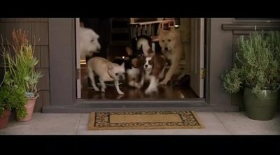 Trailer oficial de 'I love dogs'